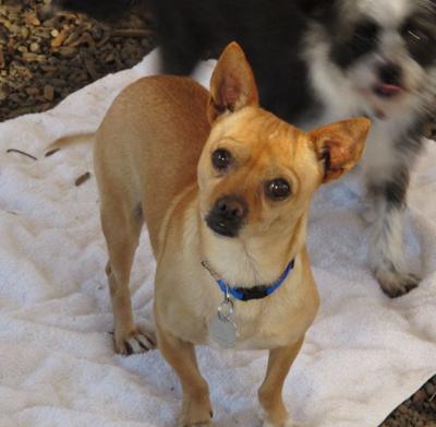 Pet of the Week: Hugs is a snuggler who lives up to his name