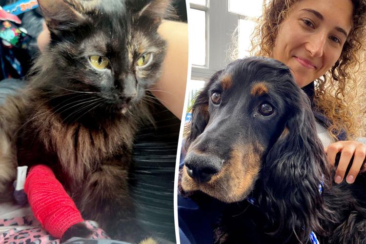 Cat’s life saved by surprising blood transfusion – from the vet’s pet dog