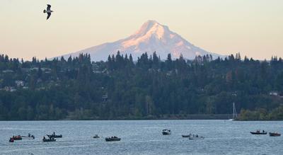 Record Chinook are here