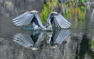 Great Blue Heron