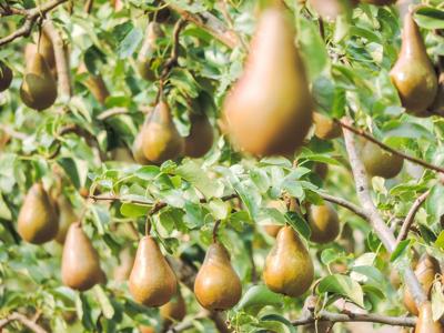 At World Pear Day, local success