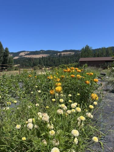 Spirited roots 2.jpeg