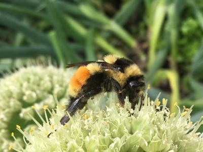 A2 HRSWCD pollinator workshop Mar 3.jpg
