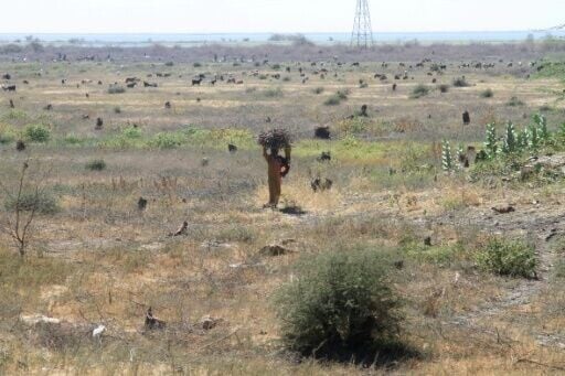 Little is left of the once sprawling acacia forest south of Sudan's capital