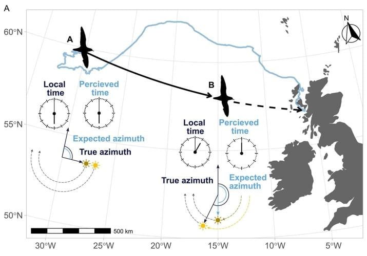 Seabirds can suffer “jet lag” during long flights – causing them to lose their way
