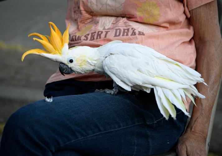 2025 Cherry Fest Friday night