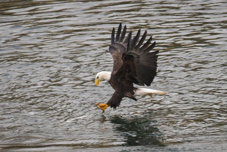 1-28-21 eagle grab 565.jpg