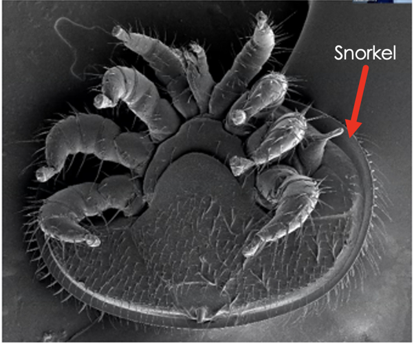 Varroa snorkel.png
