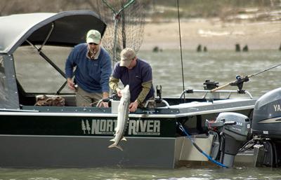 Willamette sturgeon season opens Saturday; Columbia closed