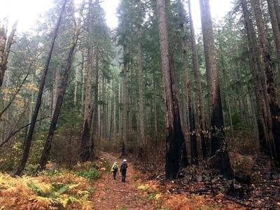 A5 federal spending, U.S. Forest Service.jpg