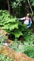 Garden Gathering presents invasive weed workshop