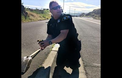 Police rescue 11 ducklings