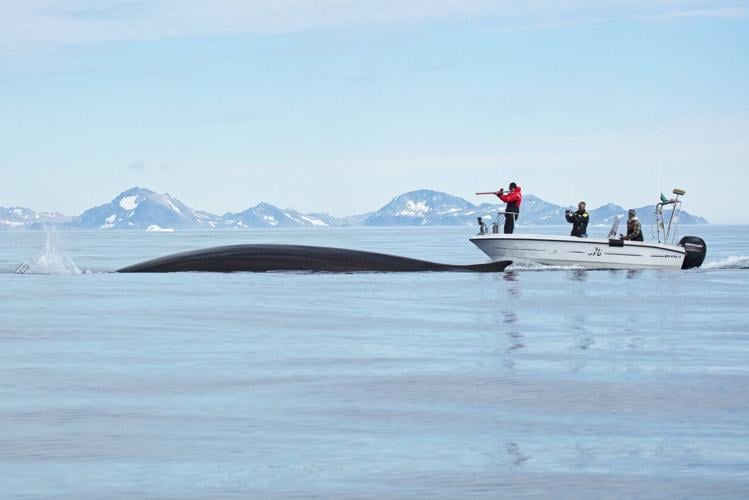 Whales drawn to “feeding frenzies” within Arctic Circle by warming waters