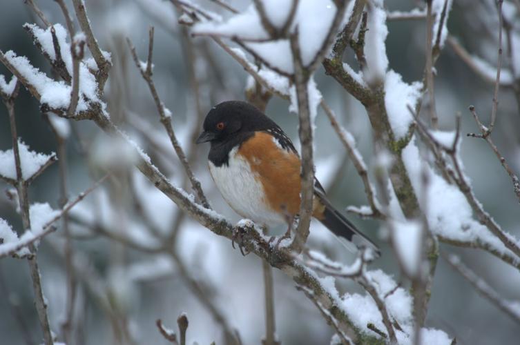 Spotted Towhee