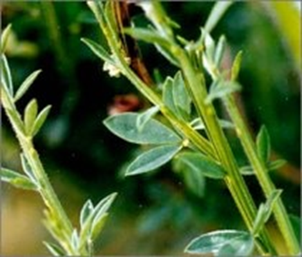 Scotch broom leaves