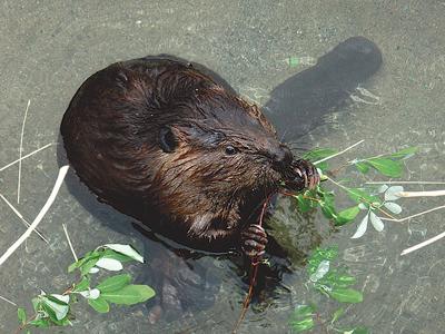 A team of individuals from a variety of agencies are working to retain, restore and rehome beavers, whose dams create wetland ecosystems which offer ideal conditions for vegetation and shrubs to grow. Contributed photo