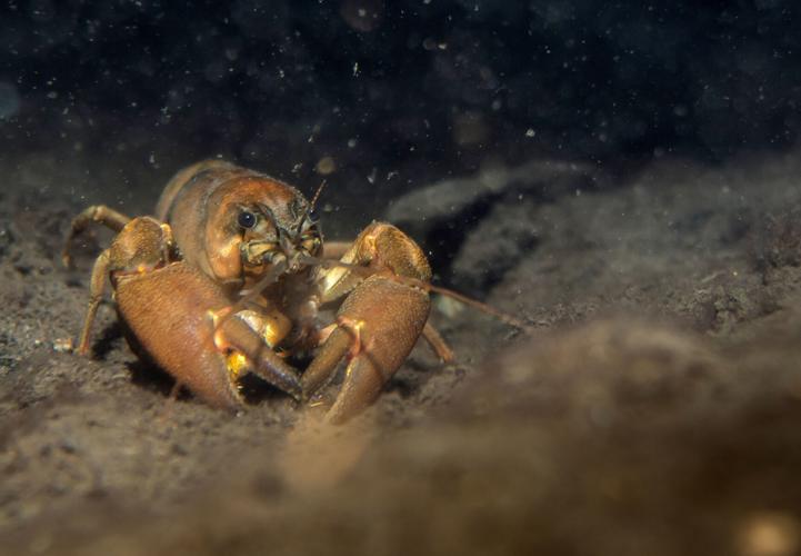 Oregon Signal crayfish