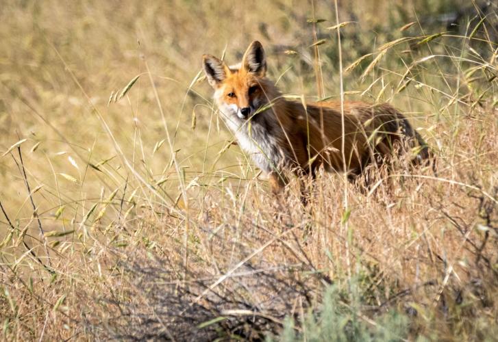 6-10-20 Red Tail Fox 097.jpg