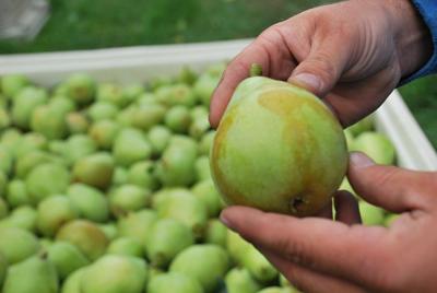 Abundant pear harvest shows promise, some frost damage with few pickers