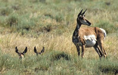 Rule easing public lands transfer concerns hunters, others