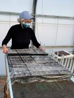Central Gorge Master Gardeners start seeds for Spring Plant Sale