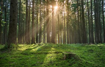 Editorial: An economy from dirt, sunshine and water