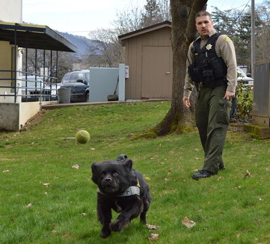 Drug dog goes from Shelter to Sheriff