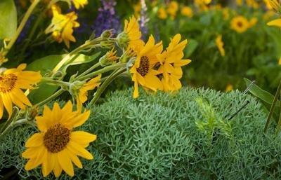 April showers, spring flowers
