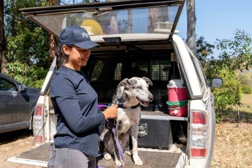 Bear, an Australian Koolie credited with saving over a 100 koalas from bushfires, is retiring