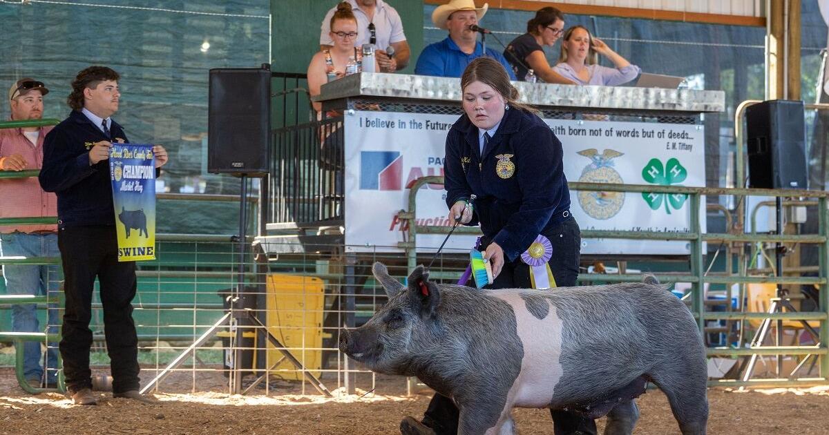 View of Livestock auction sees sad endings, new beginnings (includes photo ...