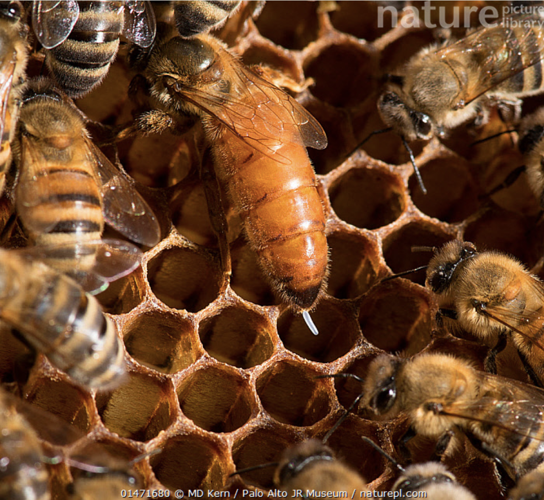 Honey Bee Queen Laying.png