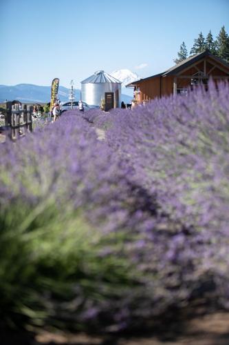 SafeSpace Summer of Hope Fundraiser 2022