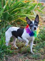 Pet of the Week: Miya is ‘happiest thing on four legs’