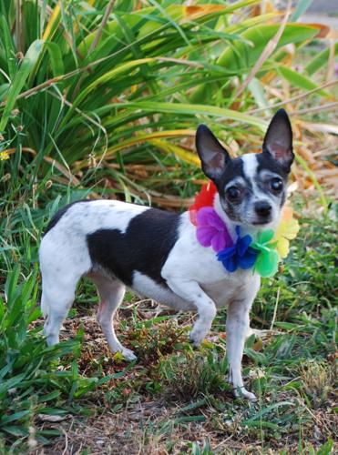 Pet of the Week: Miya is ‘happiest thing on four legs’