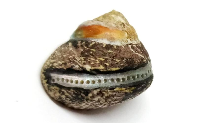 Cavemen gathered shellfish using same methods as modern humans, suggests study