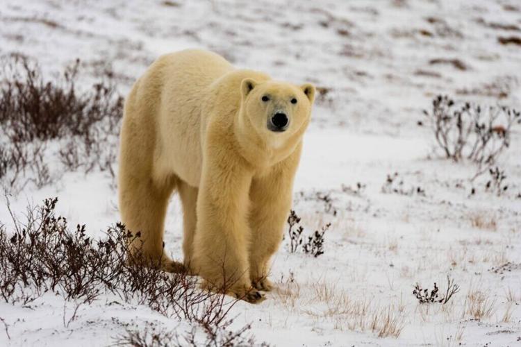 a polar bear looks at the camera in churchill manitoba