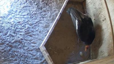 Oregon Zoo double clutch