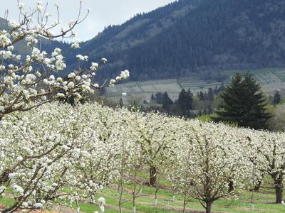 Earliest bloom in decades