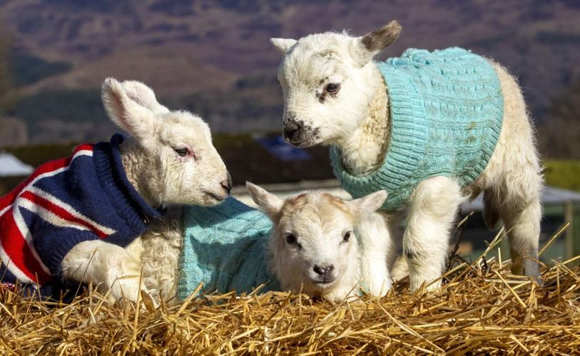 Lambs in jumpers knitted by volunteers