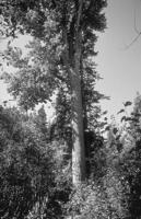 March Tree of the Month: Black Cottonwood