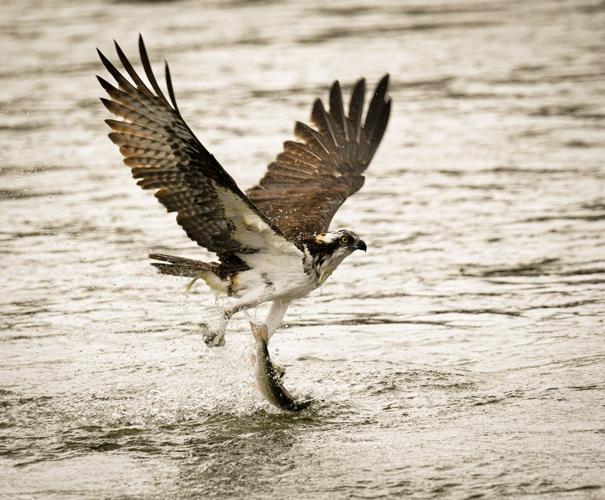 2023-04-21 best osprey w fish 011.jpg