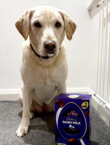 Dog  saved after eating seven Easter eggs