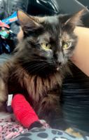 Cat’s life saved by surprising blood transfusion – from the vet’s pet dog