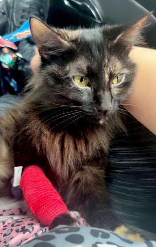 Cat’s life saved by surprising blood transfusion – from the vet’s pet dog