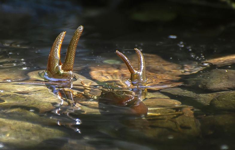 Invasive crayfish threaten Oregon's Signal crayfish
