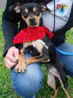 Pet of the Week: Kosmo is ‘the biggest lover of them all’