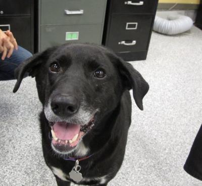 Pet of the Week: Susie is a delight