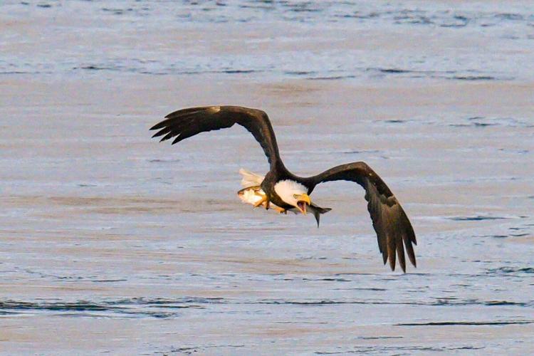 1-8-2022 Eagle catch 187.jpg