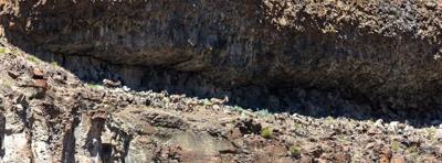 Bighorn sheep