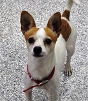 Pet of the Week: Archie is one seriously cute dog